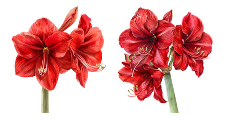 Amaryllis flower, watercolor clipart illustration with isolated background.