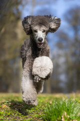 black and white poodle