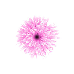 pink chrysanthemum flower isolated