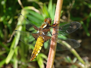 The broad-bodied chaser (Libellula depressa), female resting on a plant stem