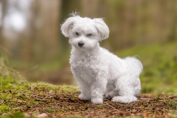 white dog