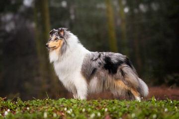 border collie dog