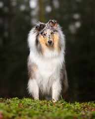 Collie