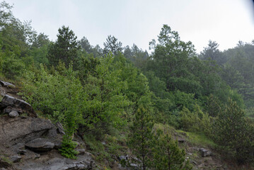 forest in the mountains