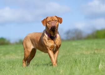 Dogue de bordeaux