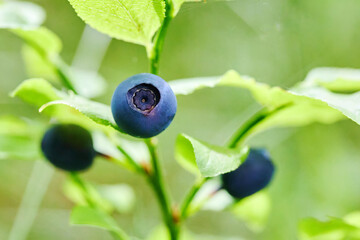 Close-up photograph of ripe blueberries on a plant with green leaves in a natural setting