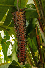 Heliconia tortuosa flower in Costa Rica
