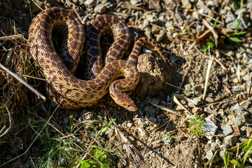 Close-up of Pacific gopher snake (Pituophis catenifer catenifer)