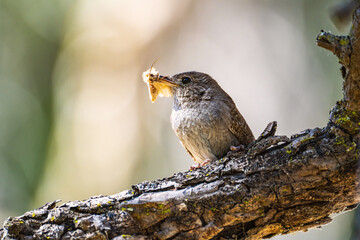 Close-up of House Wren (Troglodytes aedon) with Silky Moth in beak.