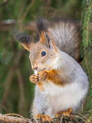The squirrel with nut sits on tree in the winter or late autumn