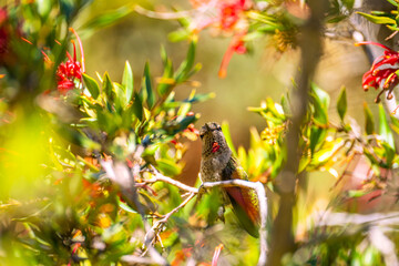Hummingbird sits on a flower tree.
