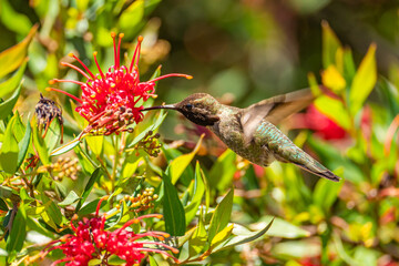 Anna's Hummingbird drinking nectar from a flower.