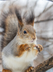The squirrel sits on a branches without leaves in the winter or autumn