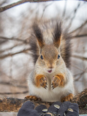 Squirrel eats nuts from a man's hand. Caring for animals in winter or autumn.