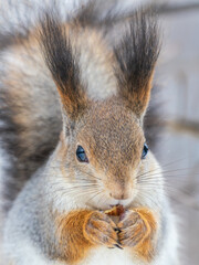 The squirrel with nut sits on tree in the winter or late autumn