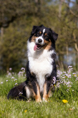 border collie dog