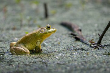 Frog on the pond