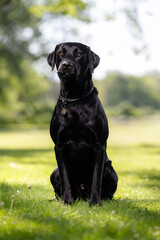 black labrador retriever