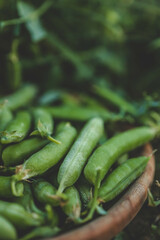 Green fresh peas in a wooden plate