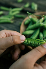 Green Peas. Green background. Green pea top view copy space. Fresh organic green peas. Vegetable harvesting. Beautiful close up of fresh peas and pea pods. Healthy vegetarian food