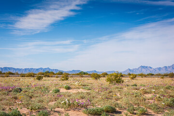 Desert in bloom at Joshua Tree Naptional Park.