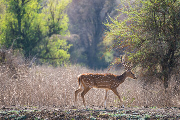 A deer with large antlers is strolling along a dusty path, Sariska Tiger Resort, India