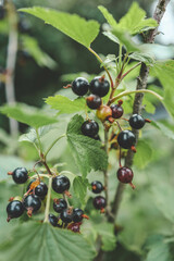 Back currant on a branch in the garden. Ripe and juicy black currant berries on the branch