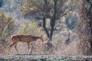 A deer with large antlers is strolling along a dusty path, Sariska Tiger Resort, India