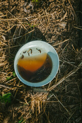 Catching garden slugs with a bowl of beer
