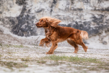 dog running