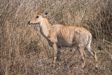 A deer with large antlers is strolling along a dusty path, Sariska Tiger Resort, India