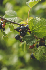 Back currant on a branch in the garden. Ripe and juicy black currant berries on the branch
