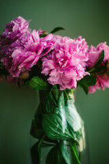 Pink Peony Flower Boquet Still Life Against a Green Background