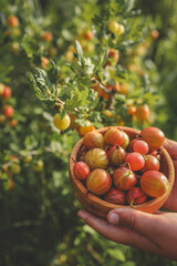 Close-up of a woman's hands holding organic gooseberry