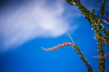 Ocatillo (Fouquieria splendens) plants in bloom with red flowers at stem tips that resemble the torches that they're named after.