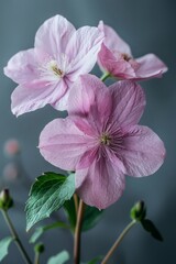 Obraz premium Beautiful delicate spring or summer flowers