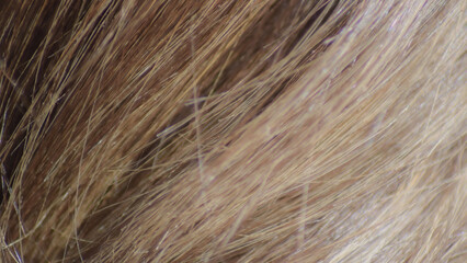 Close-up brown hair background pattern