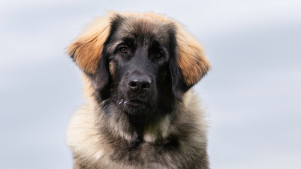 Leonberger