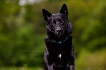 Portrait of a black dog