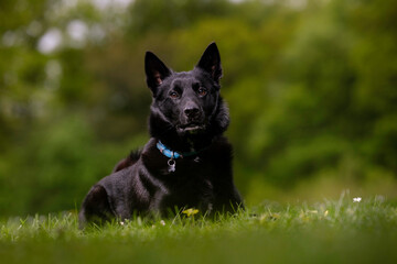Portrait of a black dog