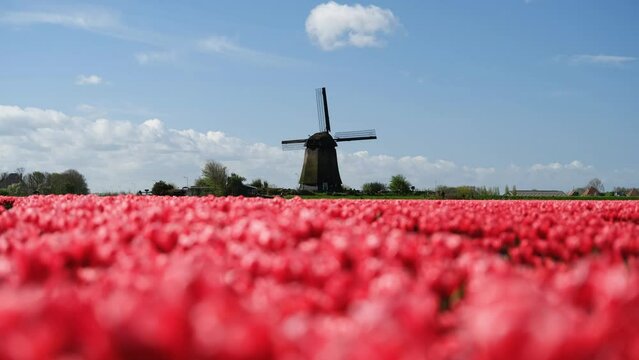 Windmill and flowers in the Netherlands. Field with tulips during blooming time. Historical buildings in the Netherlands. Landscape at the day time.