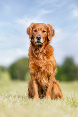 golden retriever dog