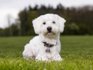 Malteser on grass