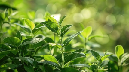 Obraz premium Ayurvedic Herb Withania Somnifera Ashwagandha