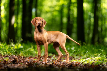 Hunting dog
