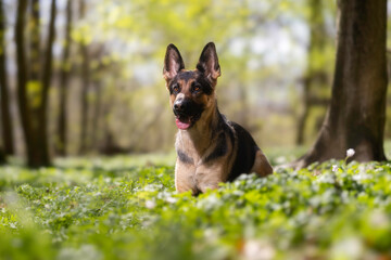 german shepherd dog on grass