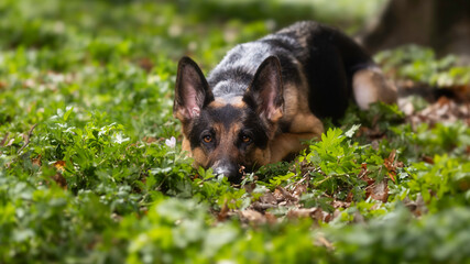 german shepherd dog in grass