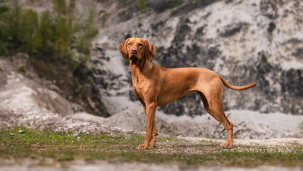 Vizla