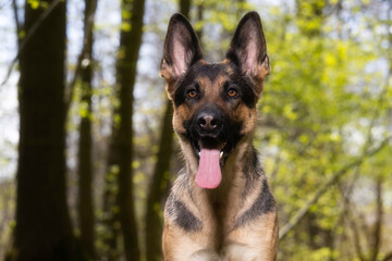 german shepherd dog