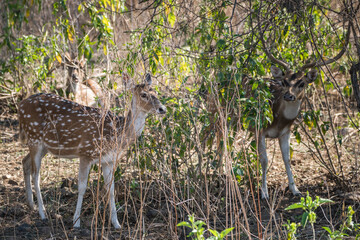 A deer staring at the camera while standing in the dirt, Sariska Tiger Resort, India